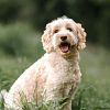 Labradoodles: waarom iedereen valt voor deze vrolijke krullenbol